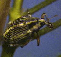 weevil on plant